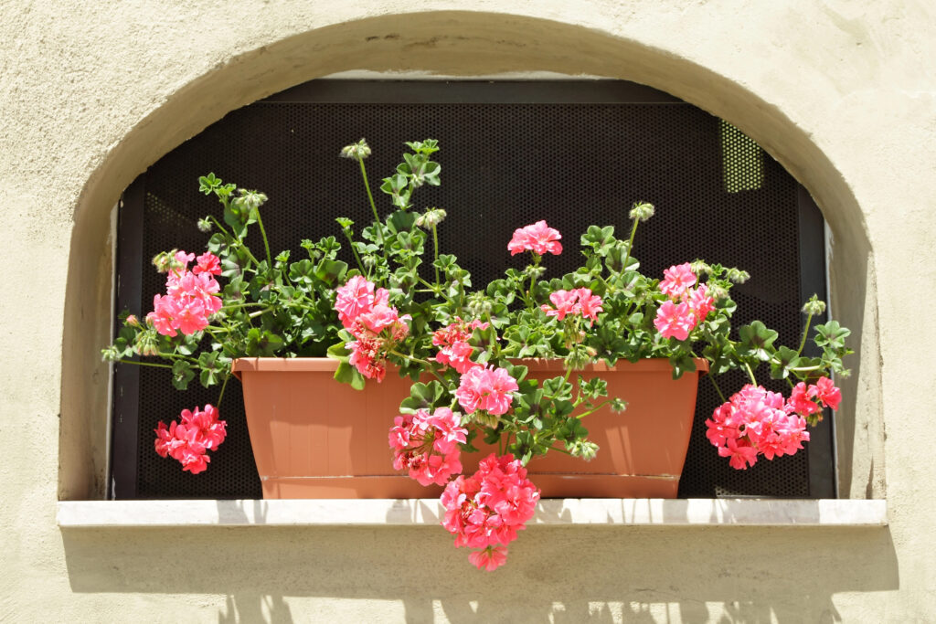 Geranium in box put in niche on wall