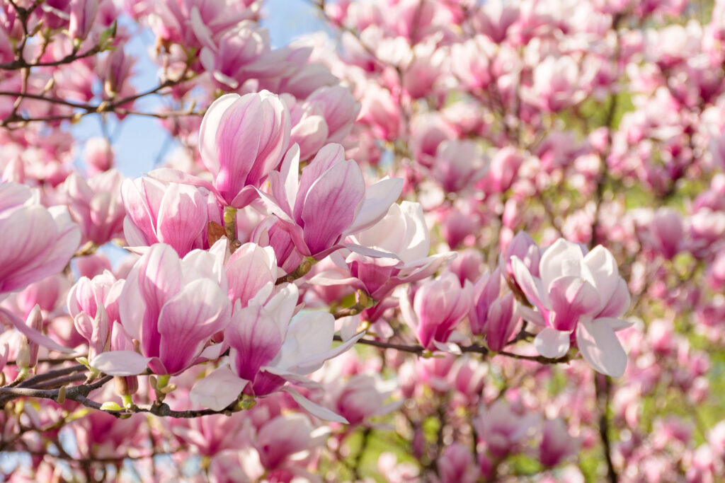 magnolia soulangeana in full bloom. beautiful tulip tree. sunny weather in spring. beautiful outdoor nature background. pink flowers on the branch in morning light